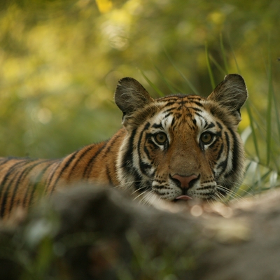 Tigre de Ranthambore