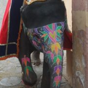 Éléphant à Jaipur au fort d'Amber