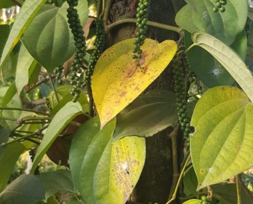 Poivre de Wayanad