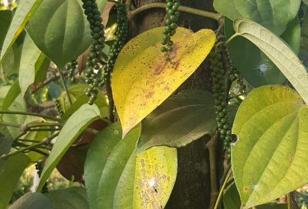 Poivre de Wayanad