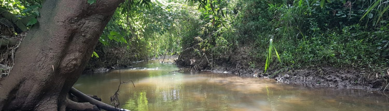 Chaque histoire a besoin d'un territoire Cours d'eau serpentant dans une forêt tropicale, symbole des territoires vivants explorés avec IndeXperience.